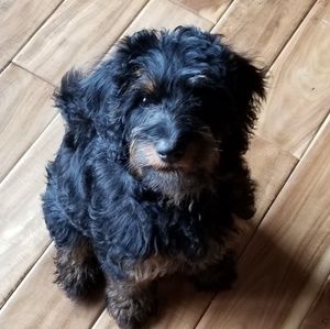 Meet your Posher, Joyce